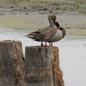 mallard