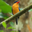 Paradise Kingfisher