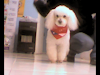Peluqueria Canina  Desde