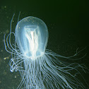 Pencil jelly
