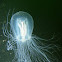 Pencil jelly