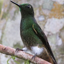 Buff-tailed Coronet