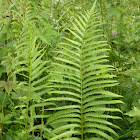 ? Fern