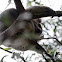 sleeping koalas