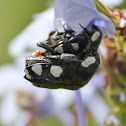 White Spotted Fruit Chafer