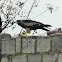 Black Kite (Pariah Kite)