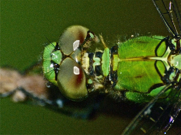 Spotting Image 1