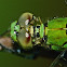 Eastern pondhawk (female)
