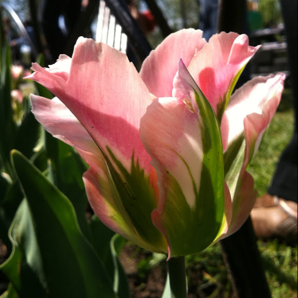 Spotting Image 1