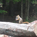 American Red Squirrel