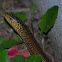 Eastern glass lizard