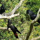 Red tailed black cockatoo