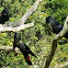 Red tailed black cockatoo