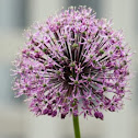 Allium