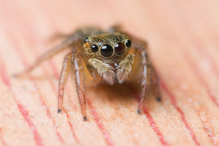 Female Adanson's House Jumper