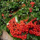 Pyracantha angustifolia 
