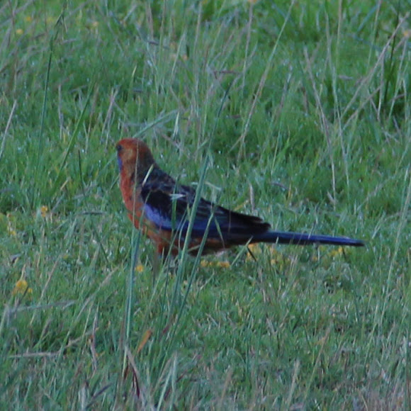 Spotting Image 1