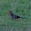 Crimson Rosella