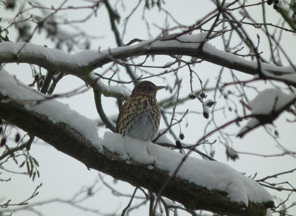 Spotting Image 1