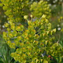 Cypress Spurge