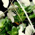 stickbug