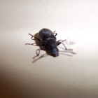 Beetle