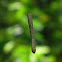 inchworm