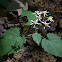 White Wood Aster
