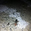 Soldier Beetle