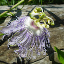 Purple Passionflower