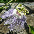Purple Passionflower