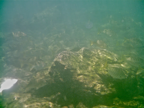 Spotting Image 1