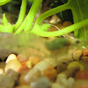 Ghost Shrimp