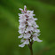 Heath Spotted Orchid
