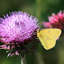 Clouded Sulphur