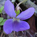 Common blue violet