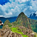 andean llama
