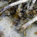 Ear seaweed