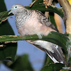 Peaceful Dove
