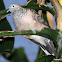 Peaceful Dove