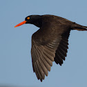 Black Oystercatcher