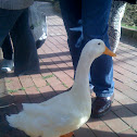 Pekin Duck