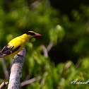 Black-naped Oriole