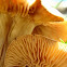Mushroom