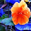 Pansy: Orange