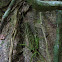 Katydid (Tettigoniidae)