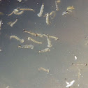 Saltpool Mosquito