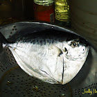 Moonfish