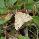 Tropical Grass Webworm