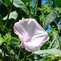 Pink Morning Glory